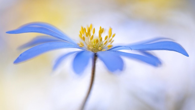 a blue flower with yellow stamens on it