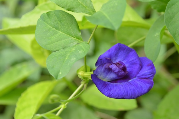 blue flower