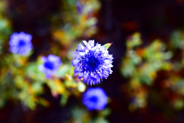 blue flower