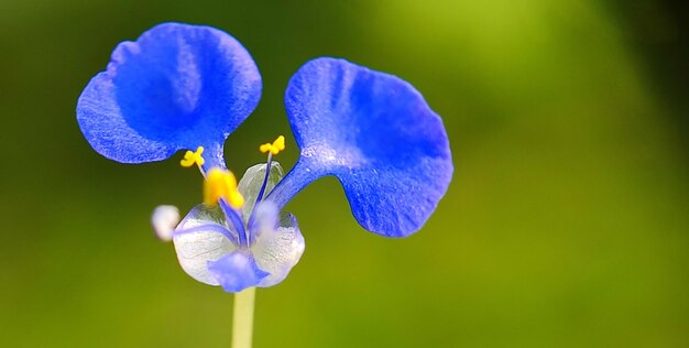 blue flower