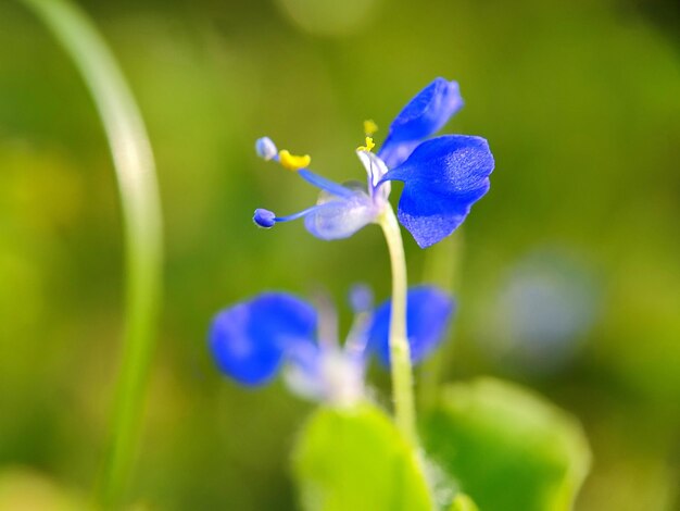 blue flower