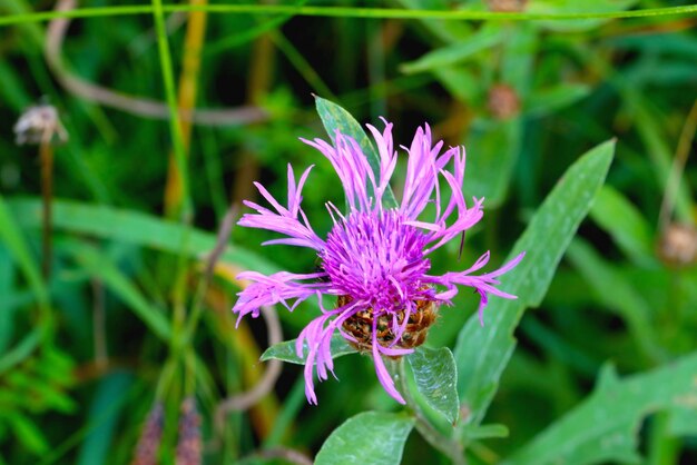 Blue flowering cornflower in the meadow in the spring