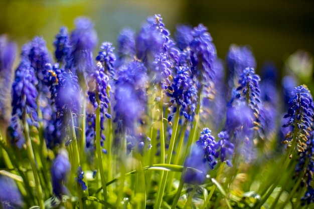 Blue flowering Grape Hyacinths muscari spring flowers. selective focus. close up