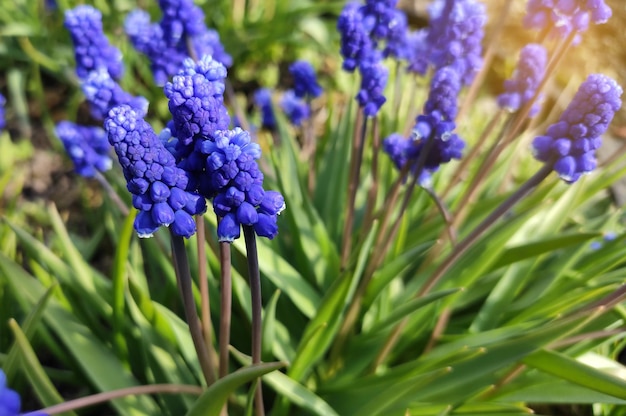 Foto i fiori blu sono molti piccoli fiori blu contro un cielo blu con i raggi del sole