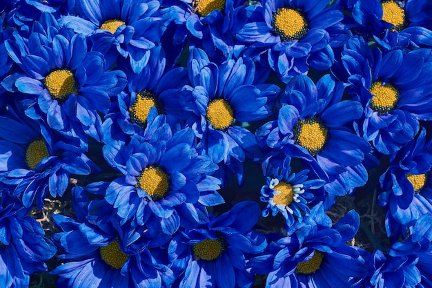 Blue flowers background. Blue chrysanthemum. . 