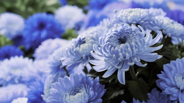 Blue flowers background blue chrysanthemum