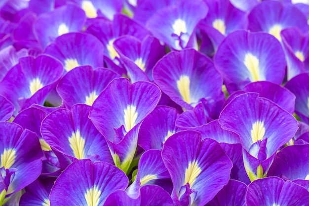 Blue flowers background, Butterfly pea.