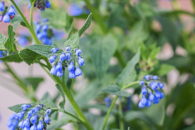 青い花の鐘の庭の植物がクローズアップ