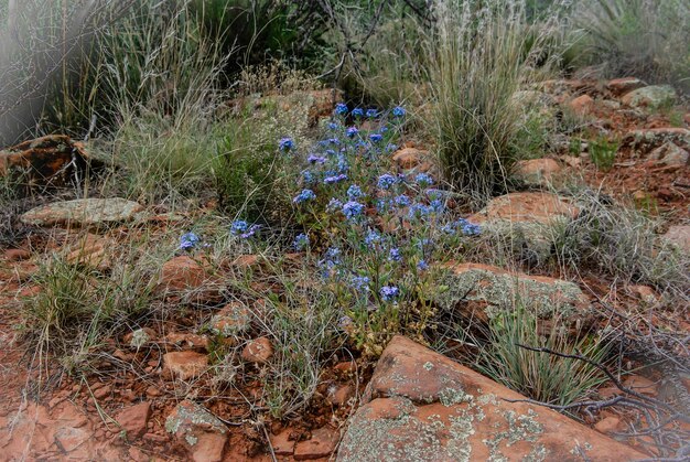 Photo blue flowers blooming on field