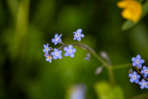 Photo blue flowers blossom macro in field green