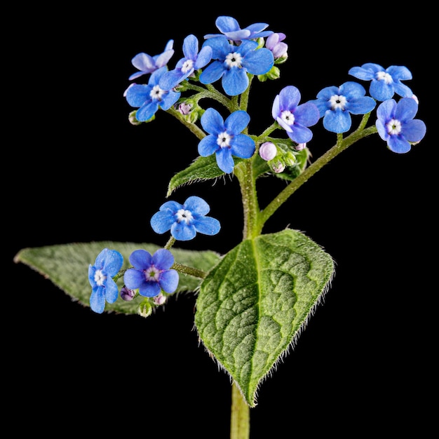 Blue flowers of brunnera forgetmenot myosotis isolated on black background