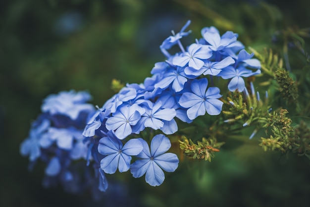 Blue flowers of Cape Leadwort also known as Blue Plumbago