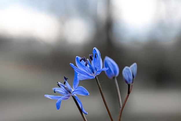 Blue flowers close up