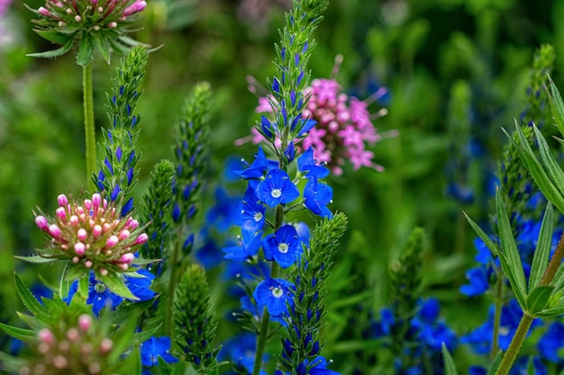 Blue flowers close up