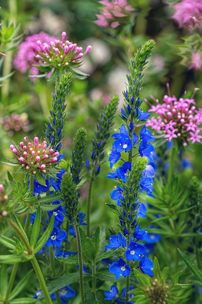 Blue flowers close up