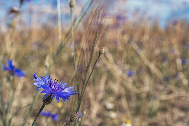 Blue flowers close up