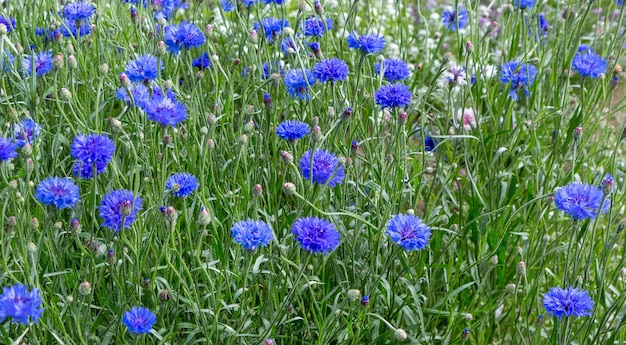 Photo blue flowers of cornflowers in the field