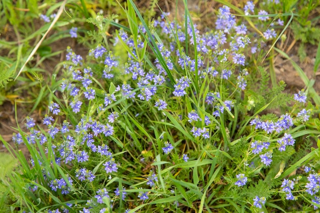 Blue flowers in the field