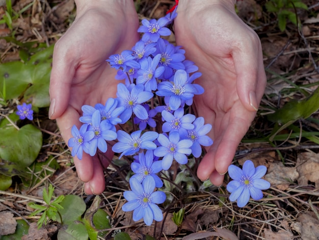 Blue flowers in the forest