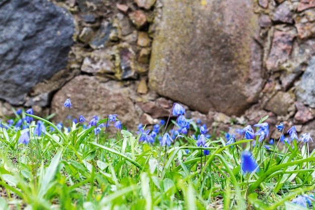 Blue flowers in front of a stone wall