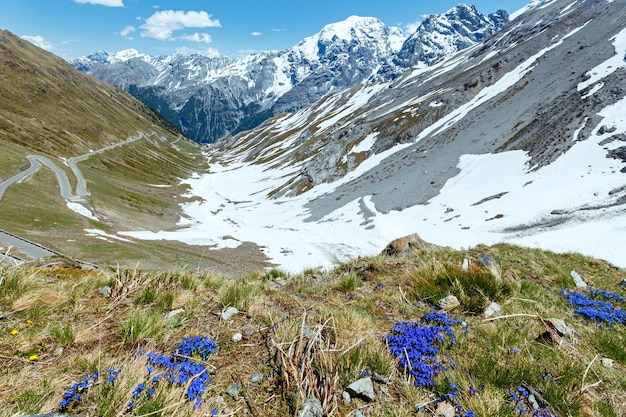 Blue flowers in front and summer Stelvio Pass with snow on mountainside and serpentine road (Italy)