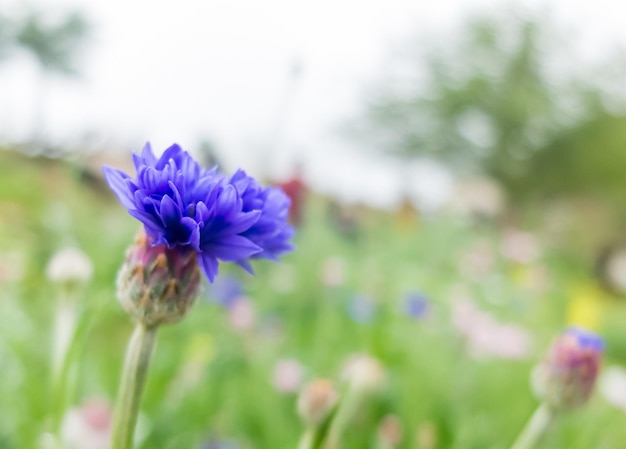 Fiori blu nel giardino verde, bellissimi fiori per lo sfondo