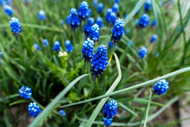 Blue flowers grow on a flower bed High quality photo