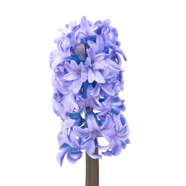 Blue flowers hyacinthes isolated