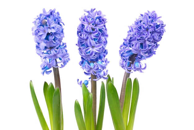 Blue flowers hyacinthes with green leaves in the flowerpot isolated