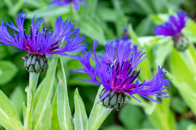 Фото Синие цветы centaurea scabiosa, также известный как большой василек, красивое красочное декоративное садовое растение, которое привлекает насекомых медоносных пчел, летний фон