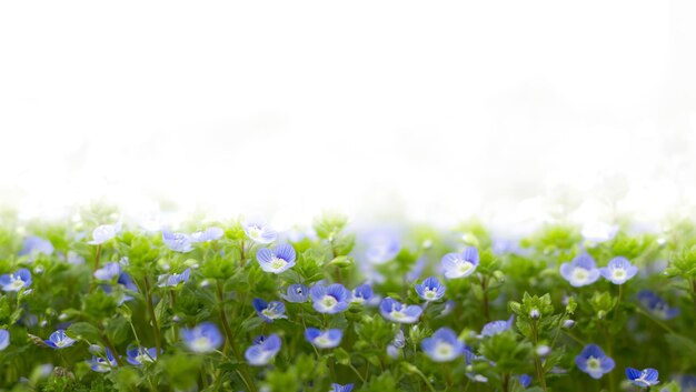 写真 ベロニカの青い花