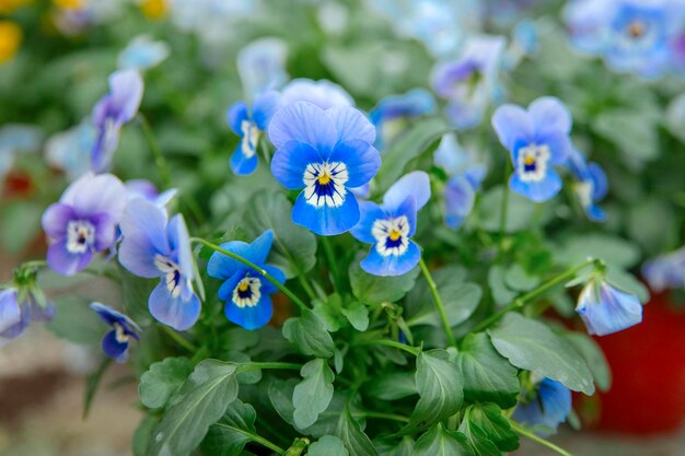 온실 근접 촬영에서 자란 푸른 꽃 팬