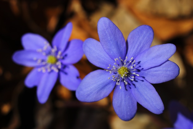 Blue flowers of Scilla close-up