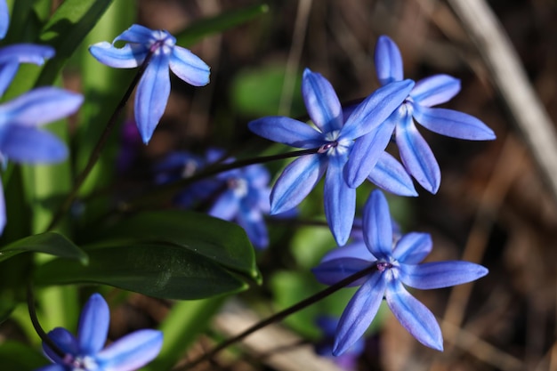 Blue flowers of Scilla siberica in early spring close up