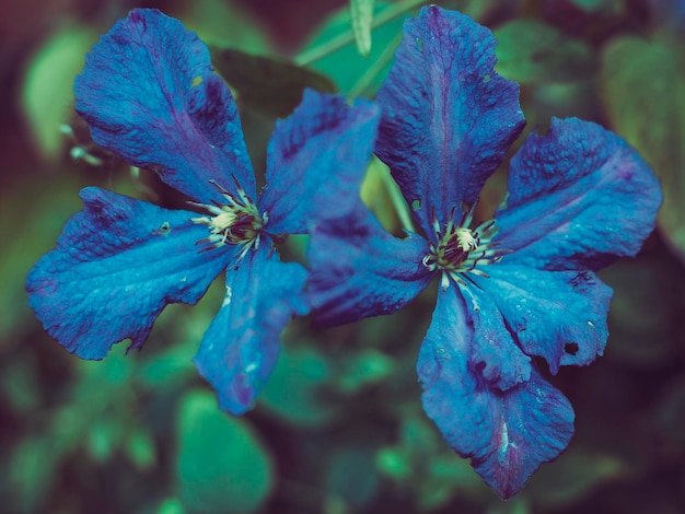 Blue flowers in shallow depth of field