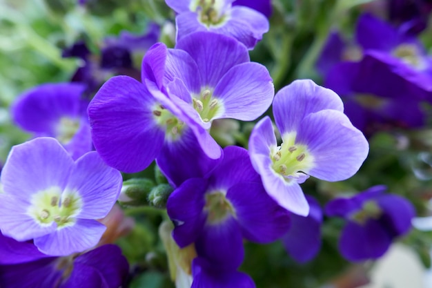 青い花。春の花の背景。緑の葉の青い花