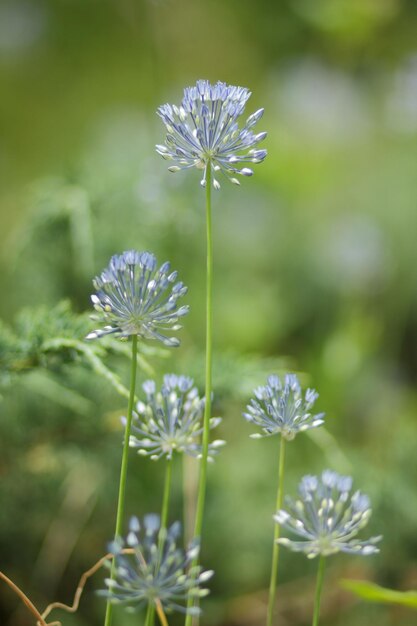 Blue flowers Spring flowers in garden Beautiful blue wildflowers Blank for a holiday postcard