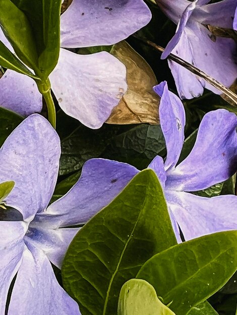 Photo blue flowers spring flowers on a green background of grass and foliage the first spring flowers