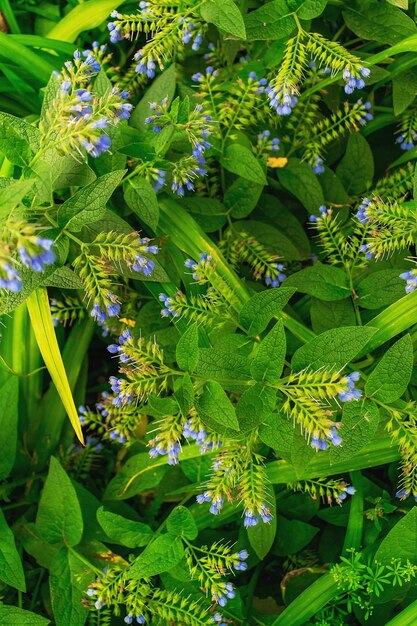 Blue flowers in the summer garden