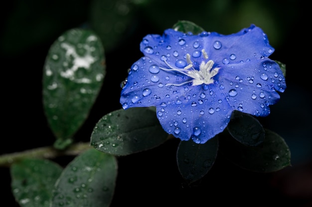 Blue flowers on the tree