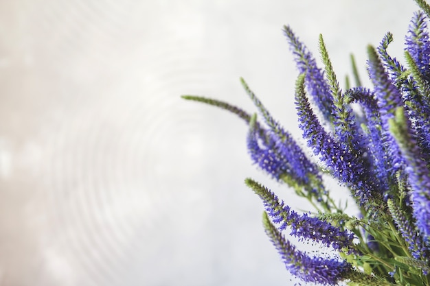 Photo blue flowers of veronica.