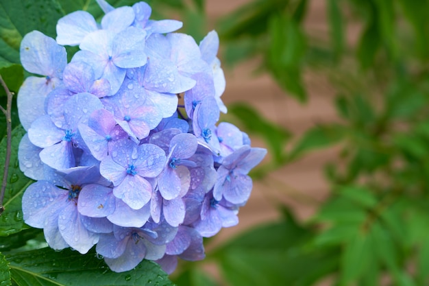 Photo blue flowers with green leaves