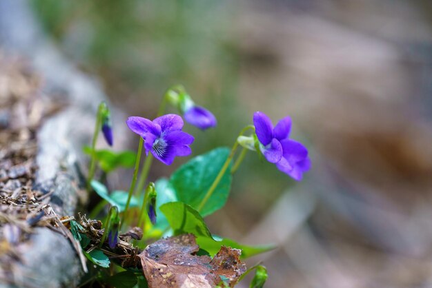 Blue flowers with green stems in the foreground