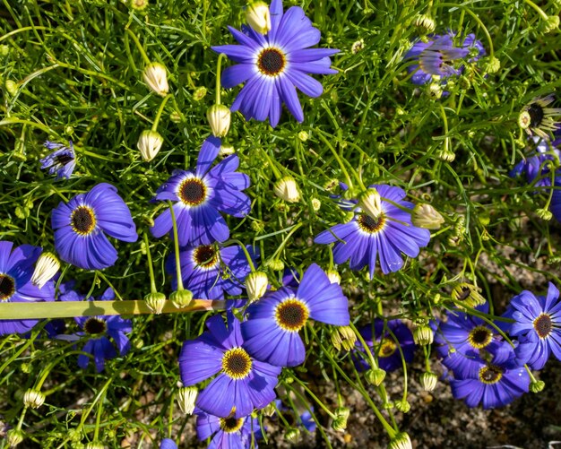 Blue flowers