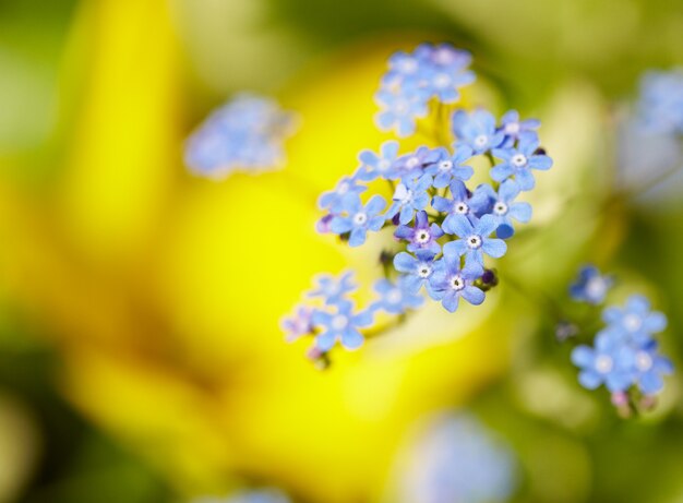 Blue flowers