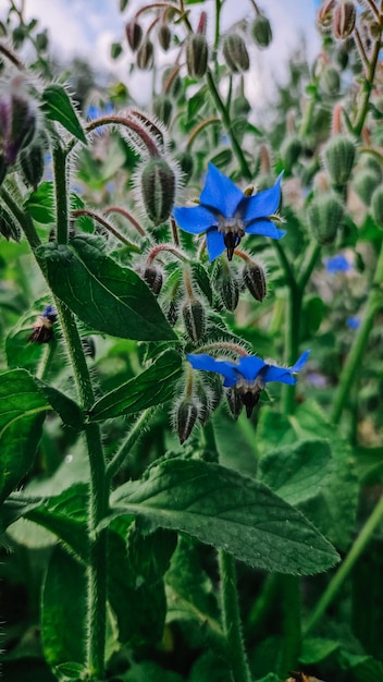 Photo blue flowers