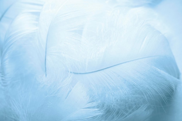 Blue fluffy bird feathers Beautiful fog Message to angel The texture of delicate feathers soft focus