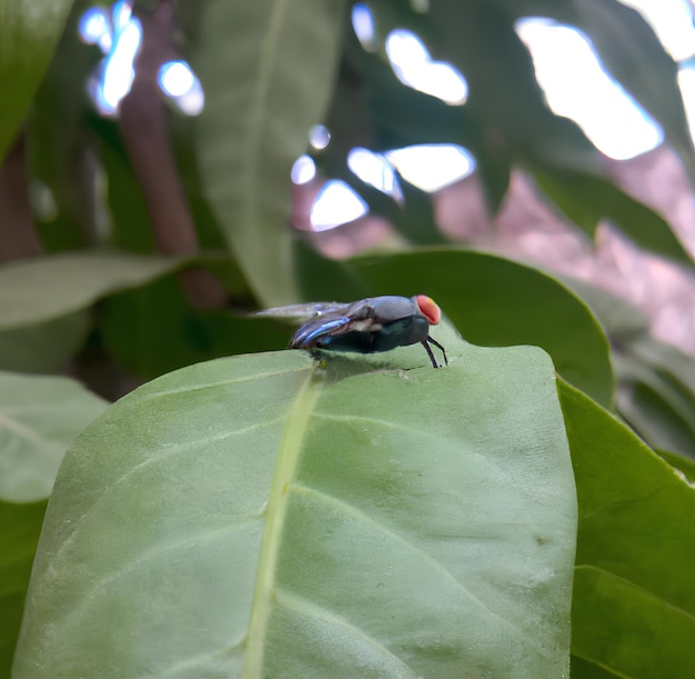 A blue fly sits on a green leaf with the word fly on it.