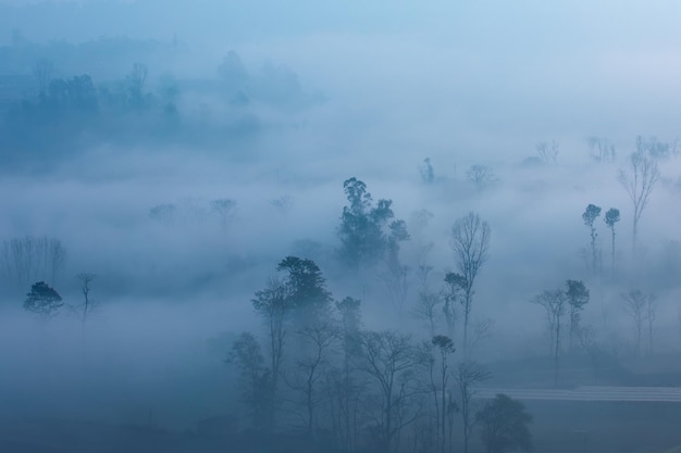 A blue foggy morning with trees in the foreground and a road in the background.