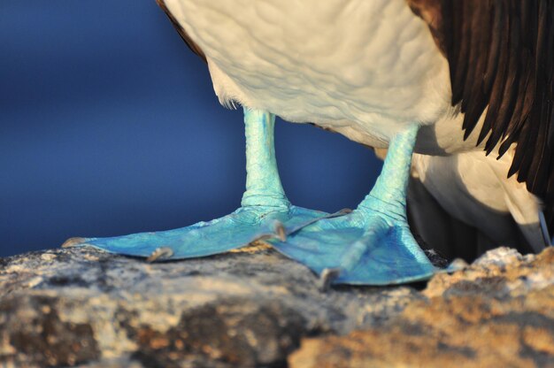 Photo blue footed boobie